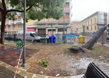 Bari, crolla un albero dei giardini di piazza Balenzano: paura a due passi dalle giostrine per i bimbi