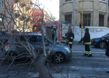 Bari, paura sul lungomare: albero precipita su auto in transito. Arrivano i Vigili del Fuoco