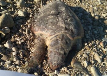 Tartarughe morte sul litorale tra Giovinazzo e Santo Spirito, il WWF: “Pinne amputate”