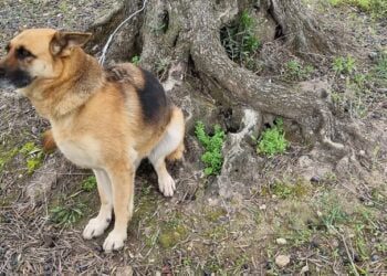 Rapisce il cane e chiede riscatto alla padrona: “Se lo rivuoi, mi devi dare 200 euro”. Arrestato
