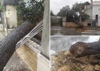 Torre a Mare, albero cade e sfonda ringhiera di una villa in via Bari. I residenti: “Il secondo in 2 mesi”