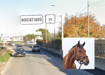 Due mucche e un cavallo fuggono per strada: scattano le ricerche dei Vigili di Noicattaro e Rutigliano