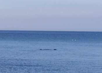 “Una foca monaca nel mare di Bari, esperienza emozionante”. L’avvistamento a Santo Spirito