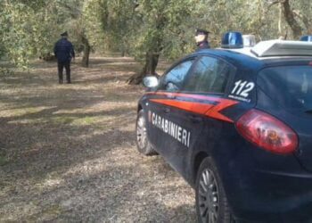 Ladri nelle campagne di Palo, dalle motoseghe ai trattori. Ultimo colpo: 170 piante di ulivo