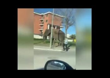 Foggia, elefante fugge dal circo e va a spasso per la città. Enpa: “Stop alle esibizioni di animali”