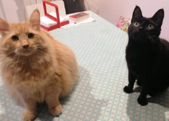 Festa del gatto, gadget a chi dona cibo per le colonie feline della città: l’iniziativa a Molfetta