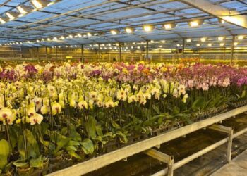 Caro bollette, per ‘illuminare’ le orchidee di Ruvo servono 14 ore di energia: “A rischio realtà da primato”