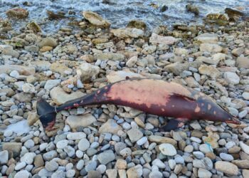 Bari, trovato delfino morto sulla spiaggia di Torre Quetta: era legato alla coda