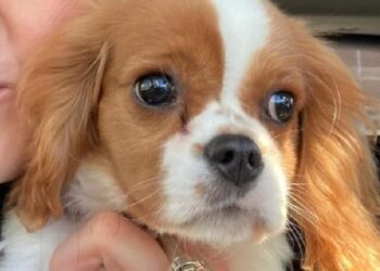 Bari, scippo in via Camillo Rosalba: nella borsa c’era un cucciolo. “Aiutatemi a ritrovare Cooky”
