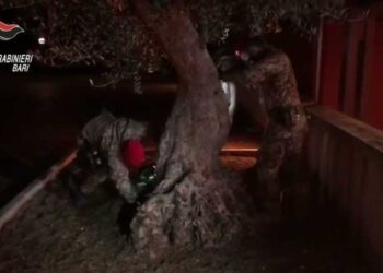 Spaccio di cocaina a Castellana Grotte, tre arresti: 36enne titolare di un B&B a capo dell’organizzazione