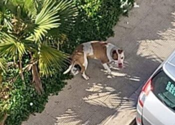 San Paolo, pitbull azzanna al volto bambina di 5 anni: cane catturato dalla Polizia Locale