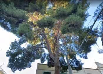 Ambiente, meno di 10 alberi ogni 100 abitanti: Bari maglia nera in Puglia con Brindisi