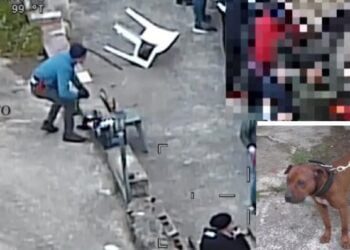 Da Barletta e Trani a Canicattì per combattimenti tra cani e scommesse: 25 denunciati