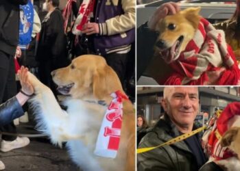 Bari in B, fanno festa anche i tifosi a quattro zampe: la gioia è totale – VIDEO