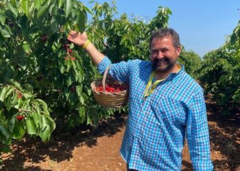 Al via la raccolta delle ciliegie in Puglia: “Dimezzata nelle quantità, ma straordinaria per qualità”