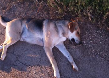 Casamassima, il triste addio al cane Uvetto investito da un’auto. Animalisti in rivolta su soccorsi