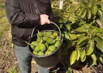 Avocado, mango e banane made in Puglia: “Con clima tropicale boom di coltivazioni”
