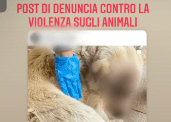 Entrano in un giardino privato e massacrano il cane, lo sfogo del padrone: “Lucky è buonissimo. Siamo scioccati”
