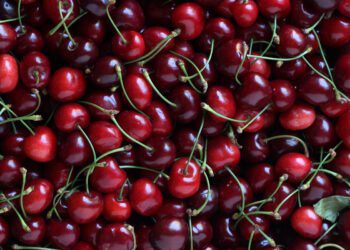 La ciliegia di Turi venduta a peso d’oro: al Nord arriva a 35 euro al kg