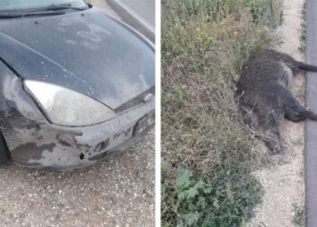 Negli ultimi anni in Puglia 331 incidenti d’auto causati dai cinghiali: 108 in provincia di Bari