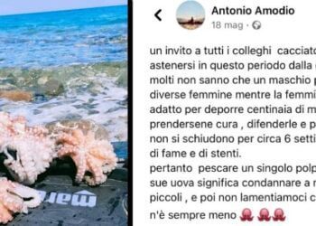 “Stop alla cattura del polpo in estate”, l’appello del pescatore diventa virale