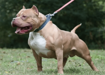 Azzannato da due cani pitbull, muore 66enne senza fissa dimora