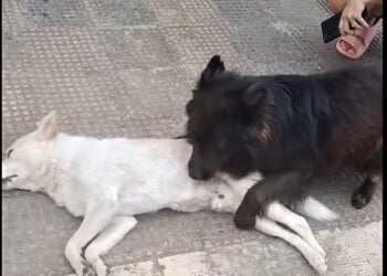 Il cane Bondo investito e ucciso da un’auto a Conversano, l’amico Nerino prova a svegliarlo