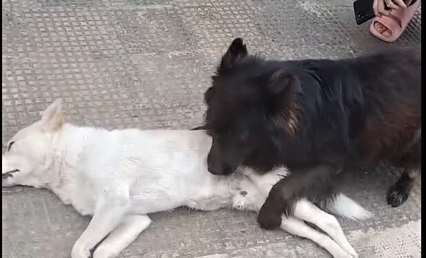 Nerino cerca di rianimare Bondo