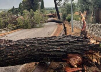 Maltempo, tromba d’aria si abbatte sulla Conversano-Castellana: diversi alberi spezzati e caduti per strada