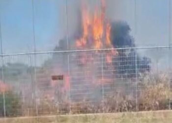 Sterpaglie a fuoco nel canile di Bari, volontario spegne da solo l’incendio e salva gli animali