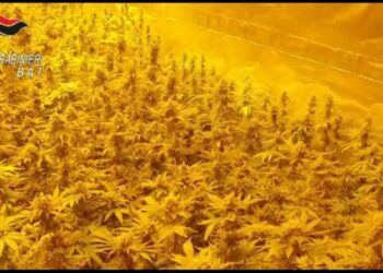 Droga, mega serra con impianti di irrigazione e ventilazione per 400 piante marijuana: un arresto ad Andria – VIDEO