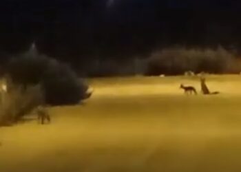 Bari, spunta mamma volpe e i suoi cuccioli: l’incontro speciale al San Paolo – VIDEO