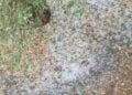 Maltempo Si Abbatte Su Agricoltura Peggiore Estate Del Decennio