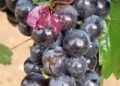 Maltempo Si Abbatte Su Agricoltura Peggiore Estate Del Decennio1