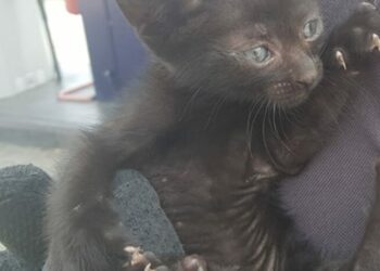 Gatto Nero