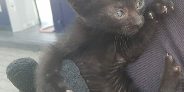 Gatto Nero