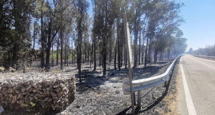 Incendio Bosco Lecce