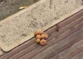 Polpette