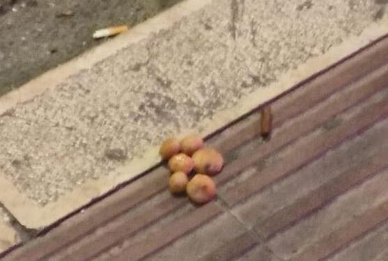 Polpette