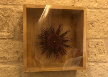 Mostra Riccio Iurilli (1)