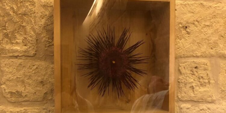 Mostra Riccio Iurilli (1)