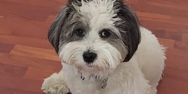 Cane