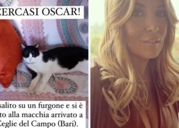 Gattino Lucarelli Evidenza