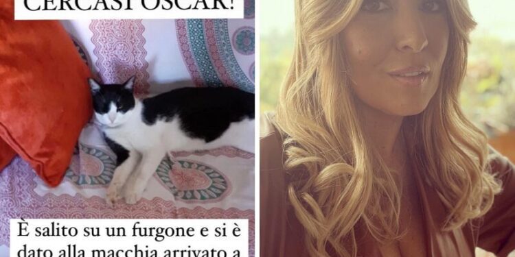 Gattino Lucarelli Evidenza