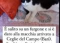 Gattino Oscar 1
