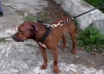 Pitbull 10