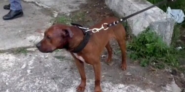 Pitbull 10