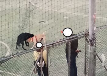 Cattura