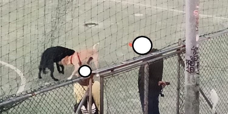 Cattura