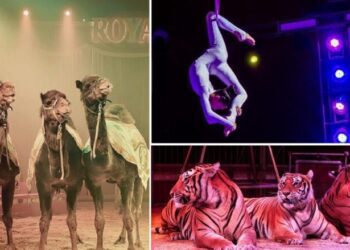 Circo Evidenza